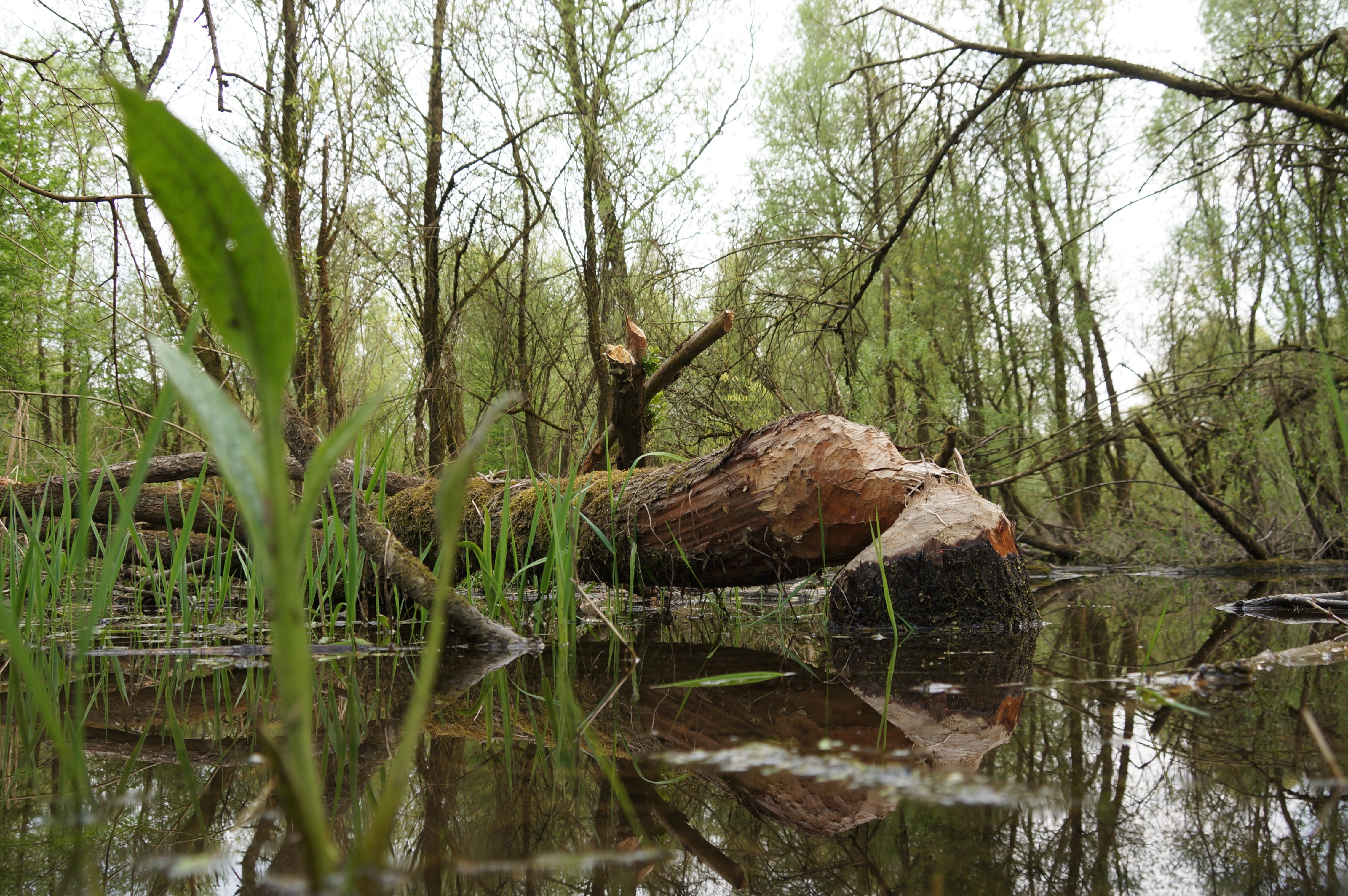 Beverboom - foto: Twan Teunissen