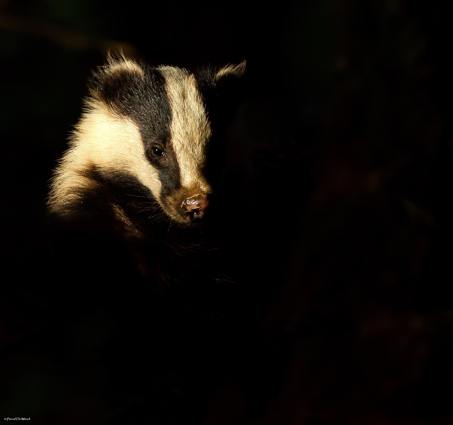 Das - foto: Pascal De Munck