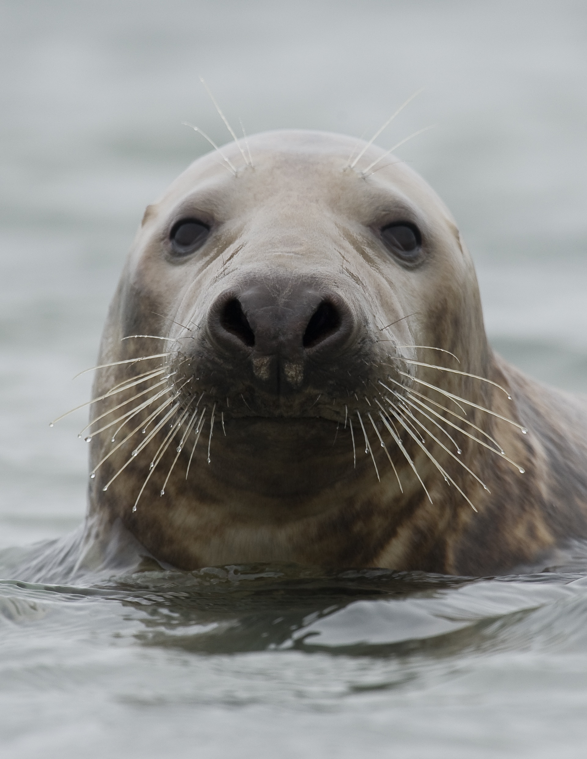 Grijze zeehond - foto: Martin Steenhaut
