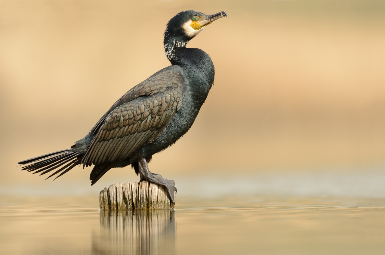 Gift Welkom Wild - Afbeelding 12