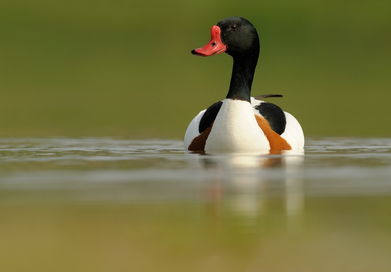 Bergeend - foto: Hugo Willocx