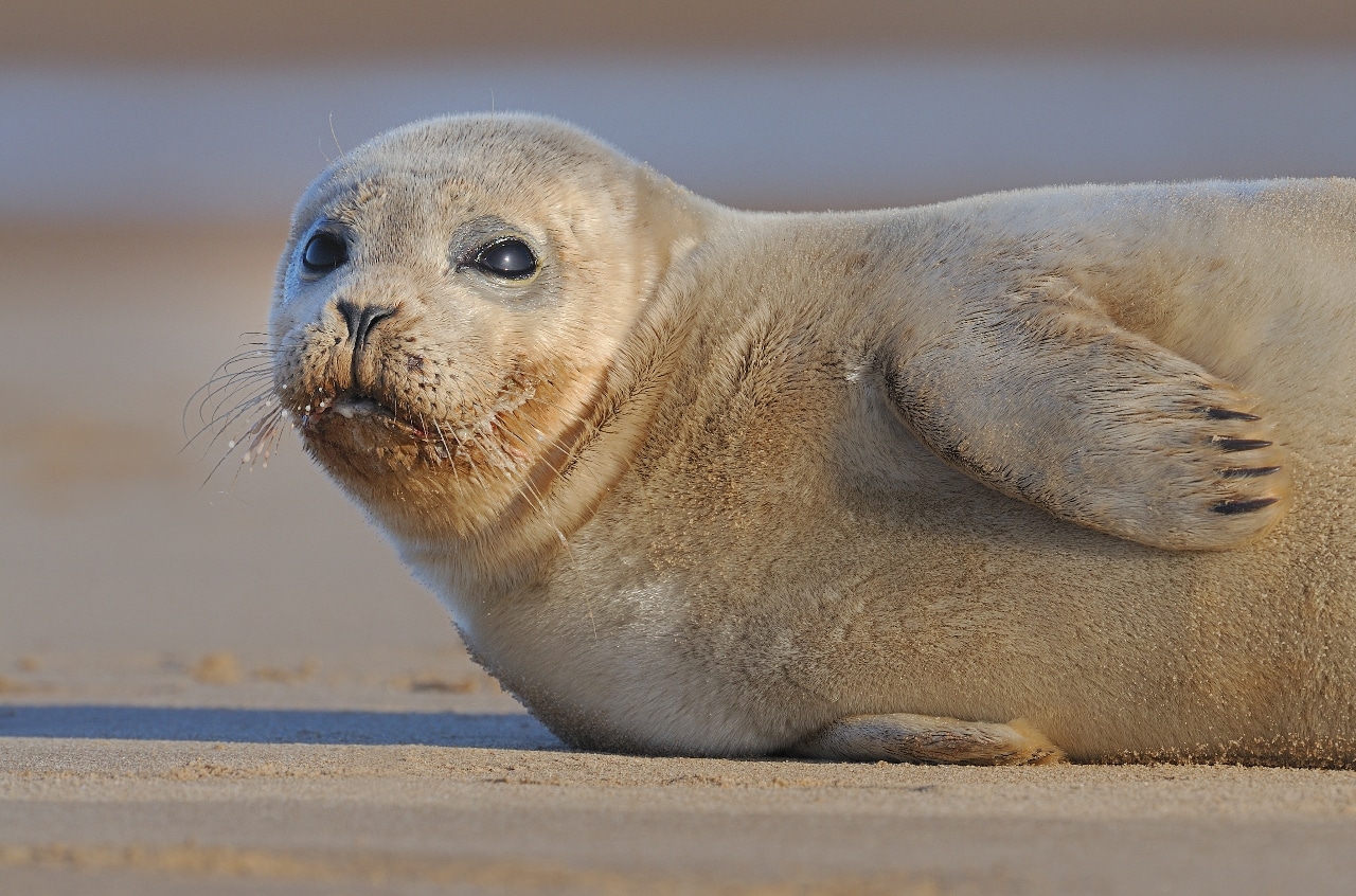 Gewone zeehond - foto: Hugo Willocx