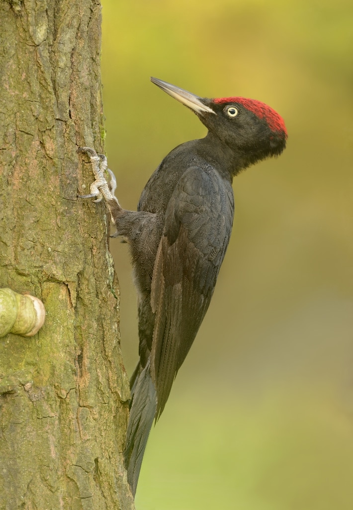 Wandelspecial Vlaamse Ardennen - Afbeelding 8
