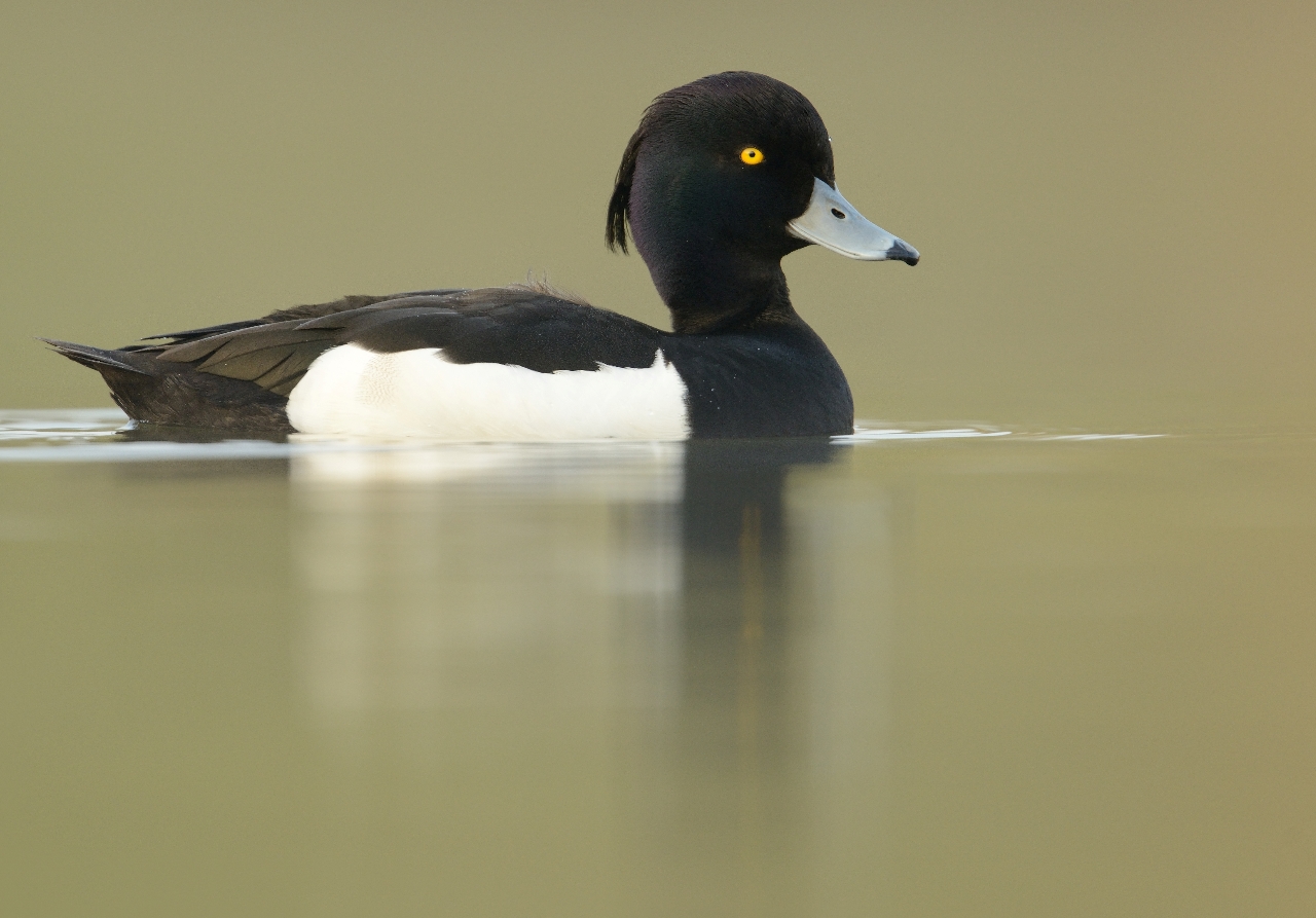 Mannetje kuifeend - foto: Hugo Willocx