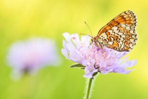 Knoopkruidparelmoervlinder - foto: Sandy Spaenhoven