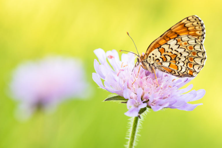 Knoopkruidparelmoervlinder - foto: Sandy Spaenhoven