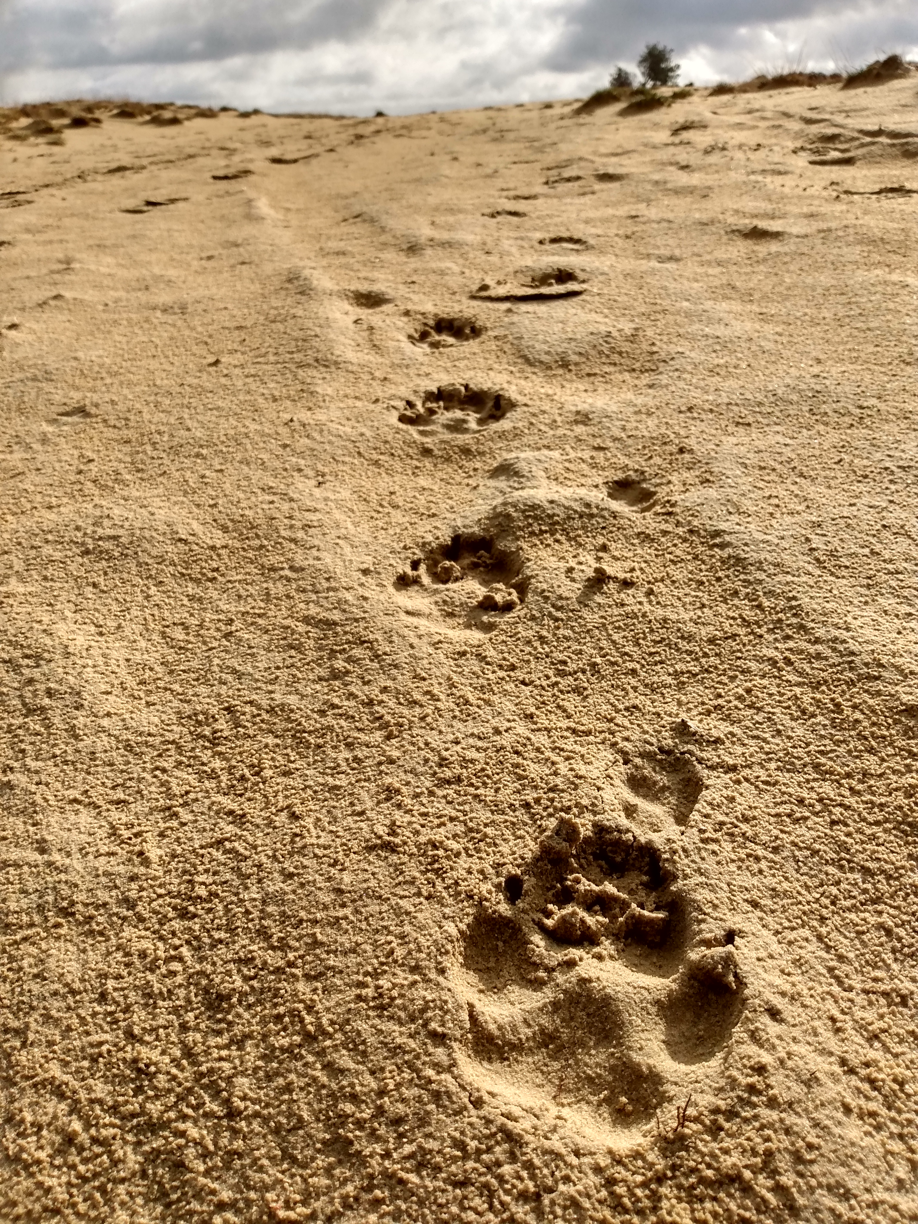 Boek 'Wolf. Wildernisgeschiedenis' - Afbeelding 5