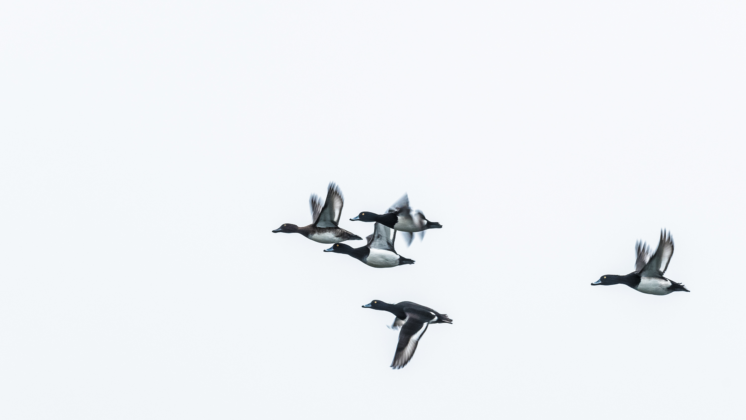 Kuifeenden - foto: Kim Provinciael