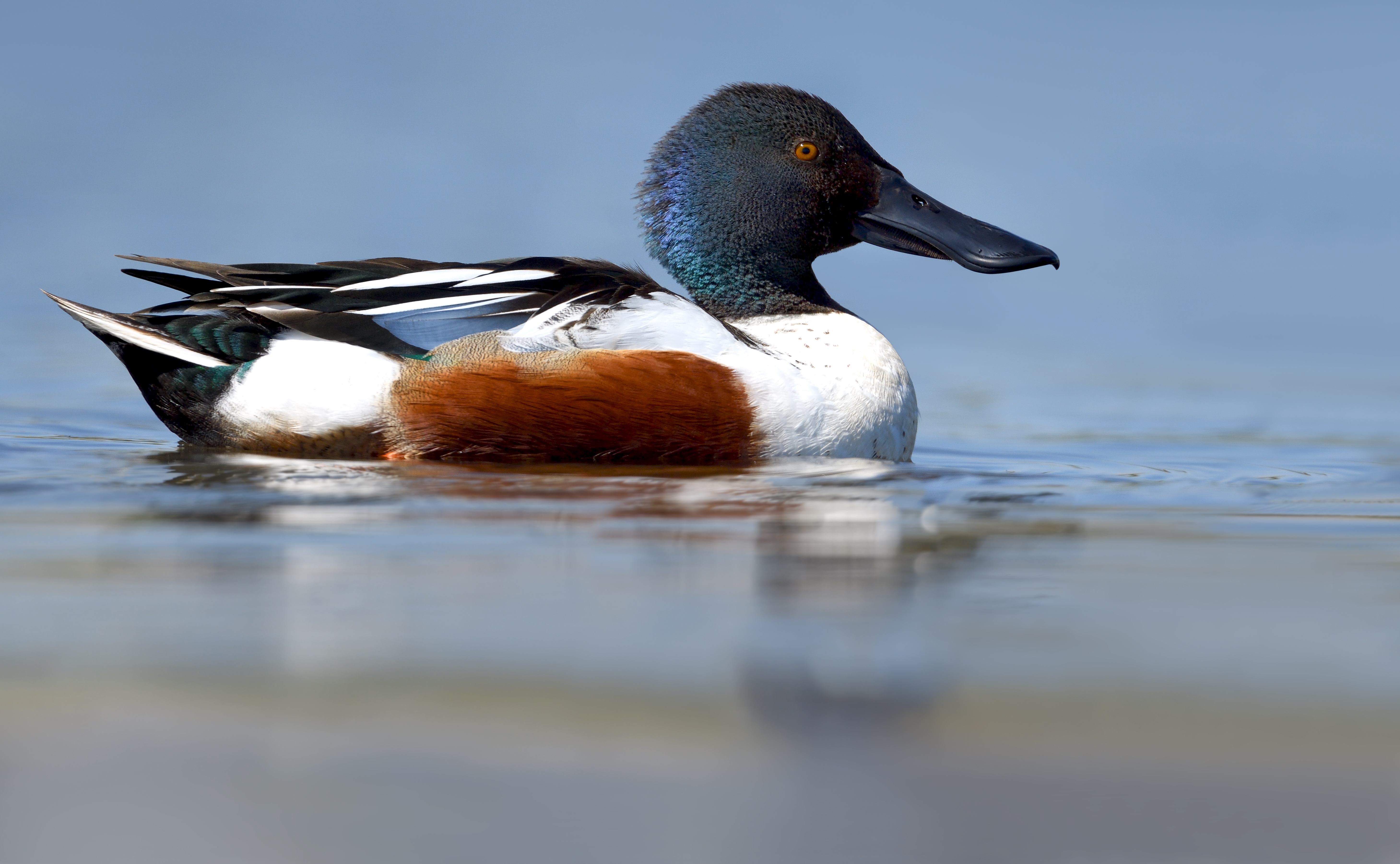 Mannetje slobeend - foto: Hugo Willocx