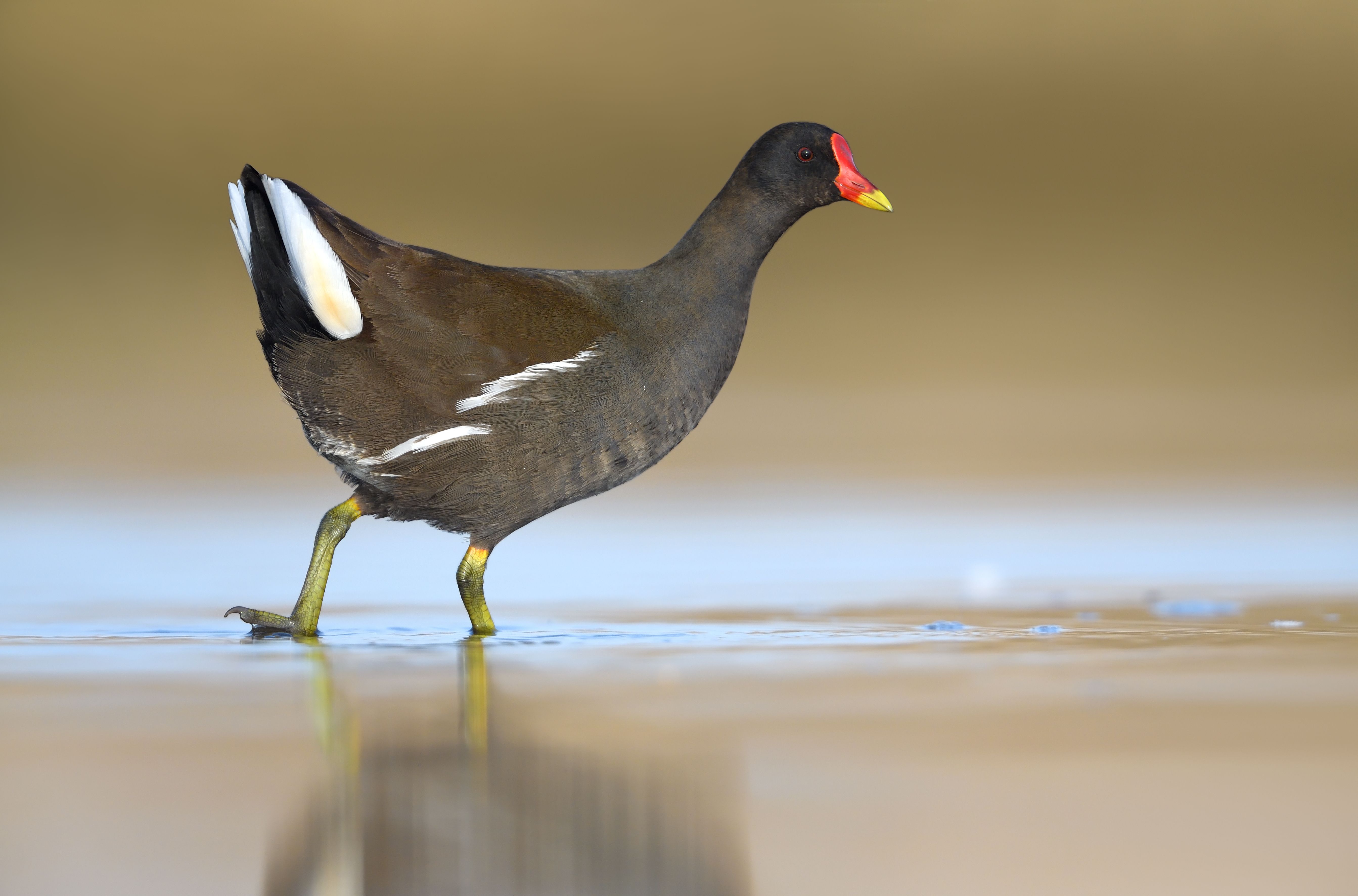 Waterhoen - foto: Hugo Willocx