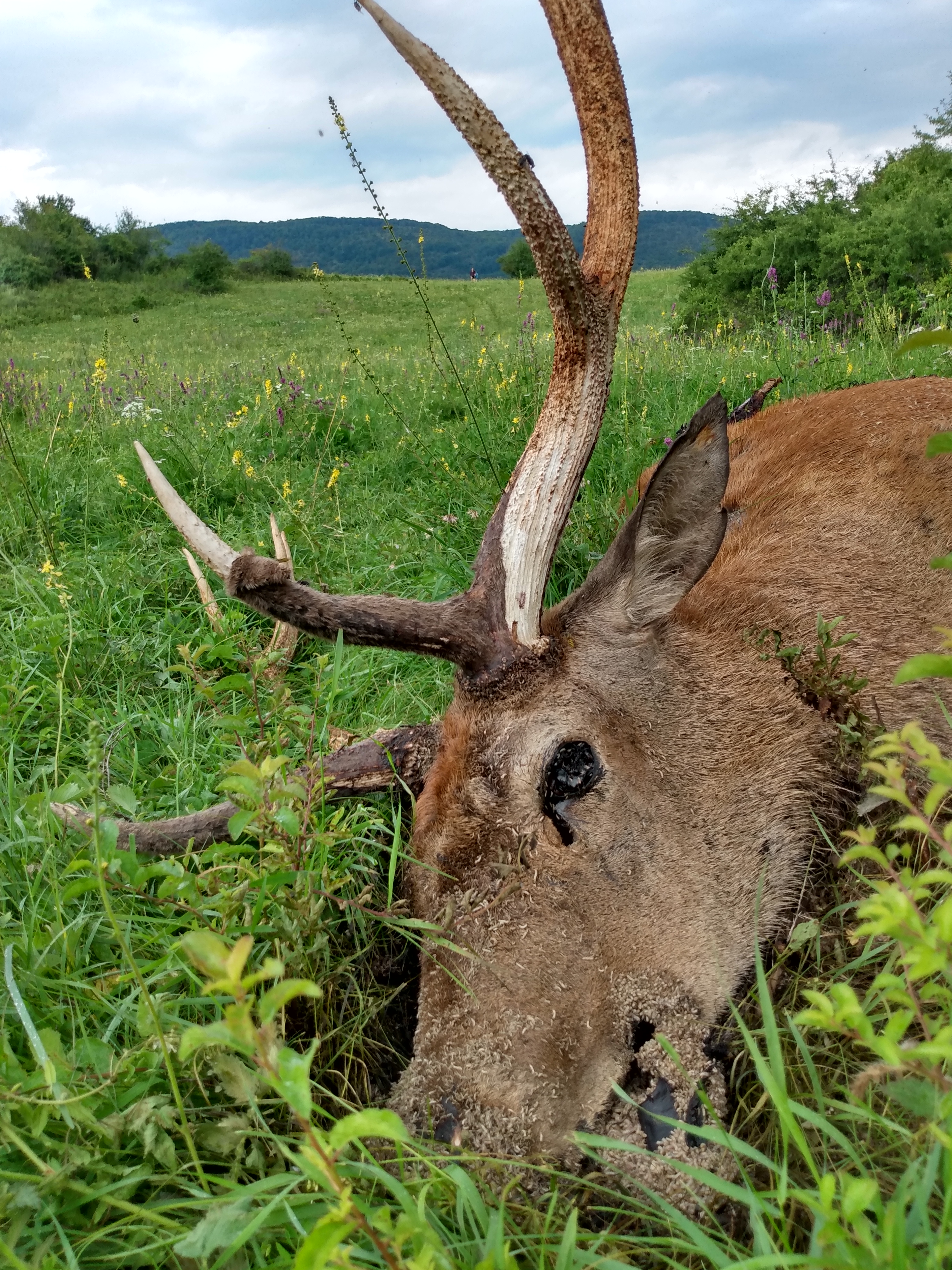 Edelhert als wolvenprooi in Aggtelek National Park in Hongarije - foto: Jan Loos