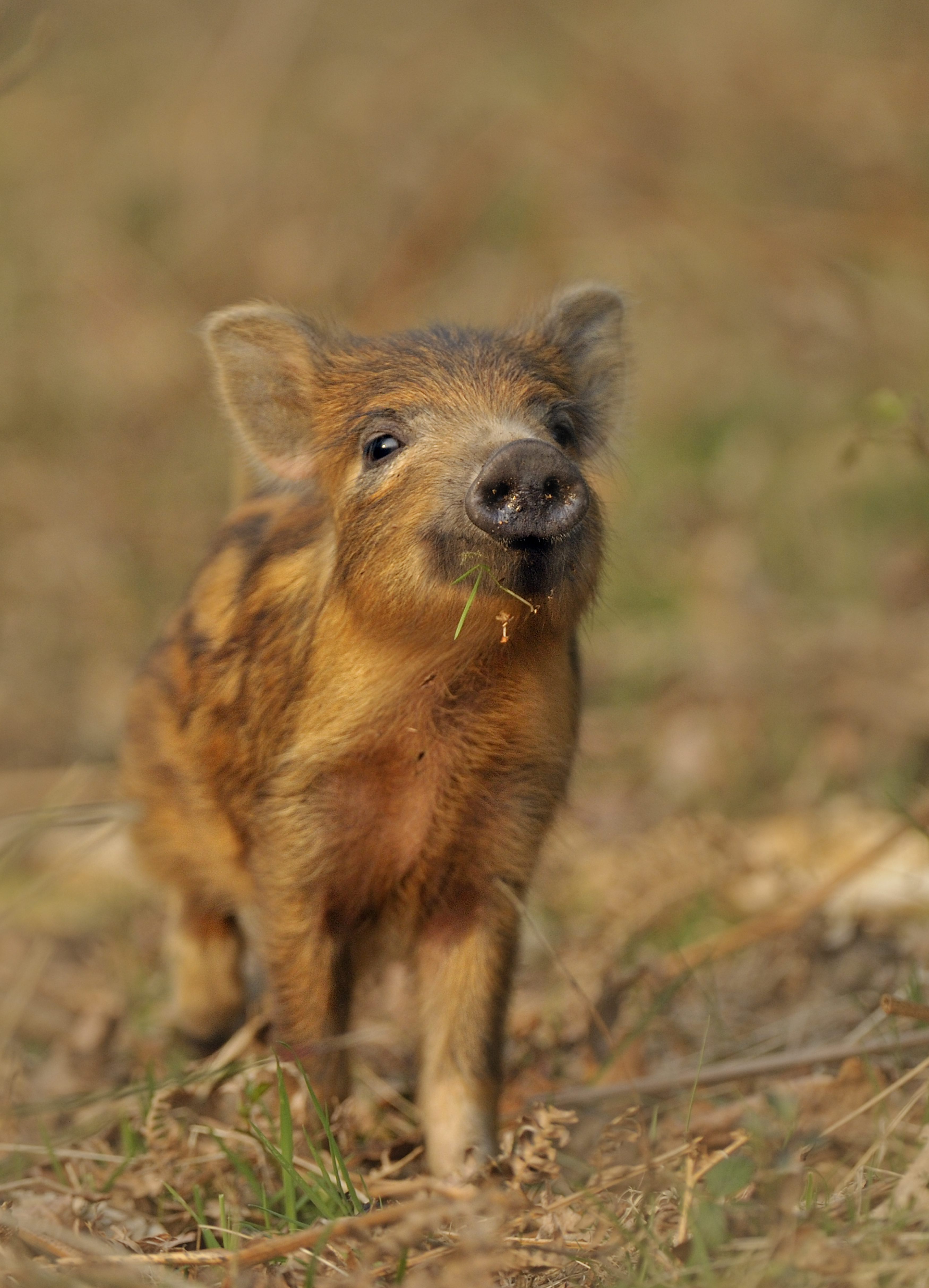 Wolvensnack - foto: Andy Rouse