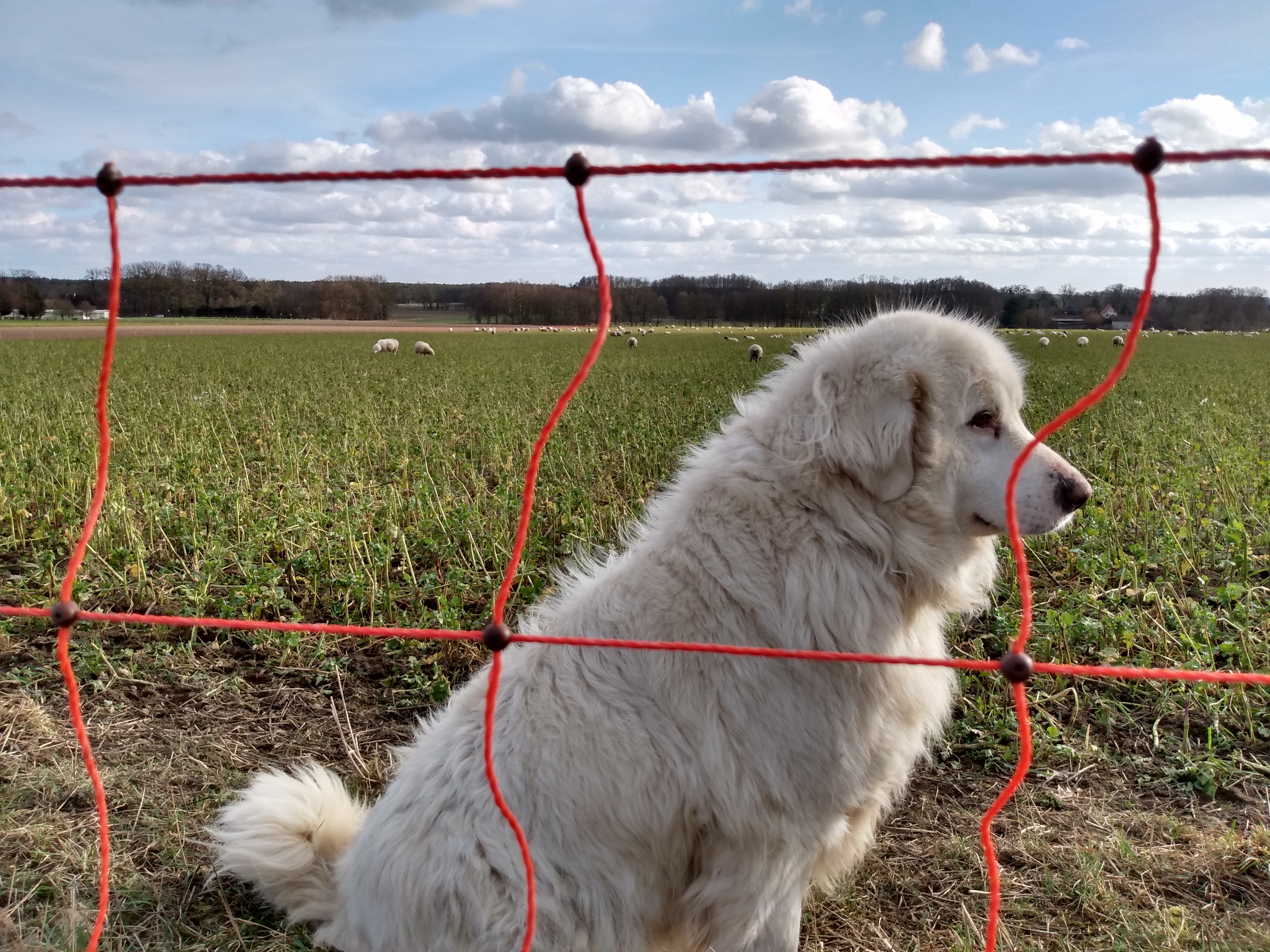 Kuddewaakhond en stroomvoerend 'wolvennnet' - foto: Jan Loos