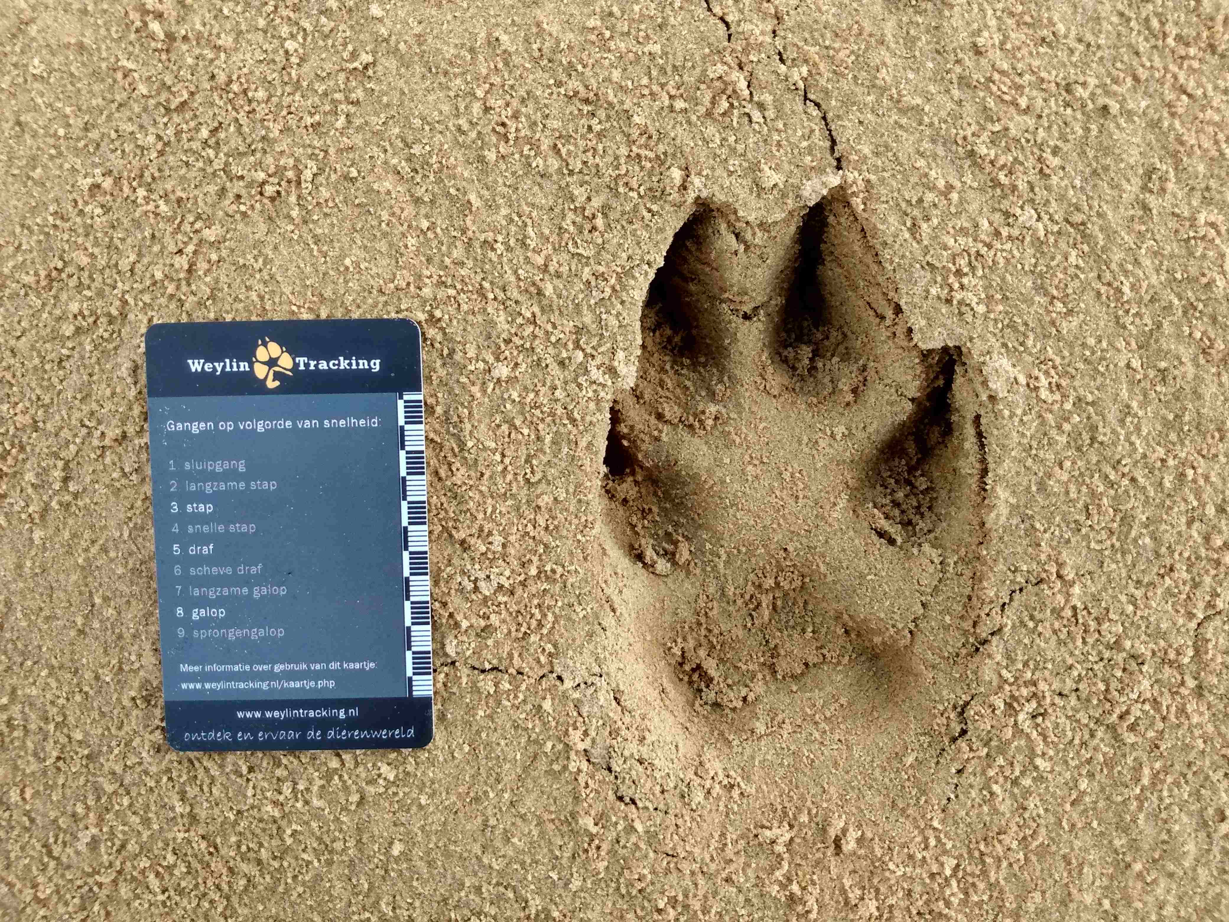 Achtervoet van wolf - foto: Jan Loos