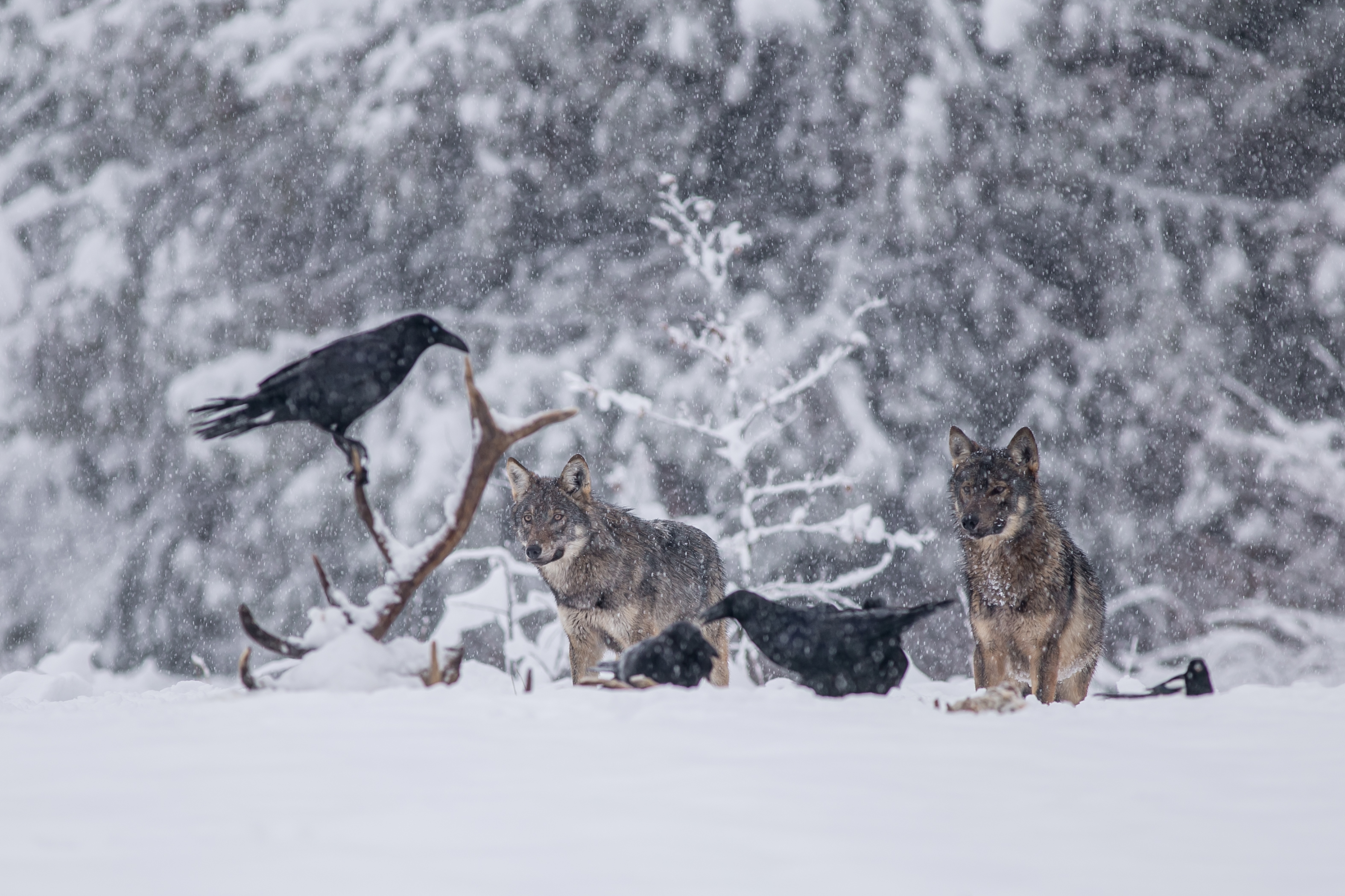 Wolven en raven bij een dood edelhert - foto: Pawel Brud