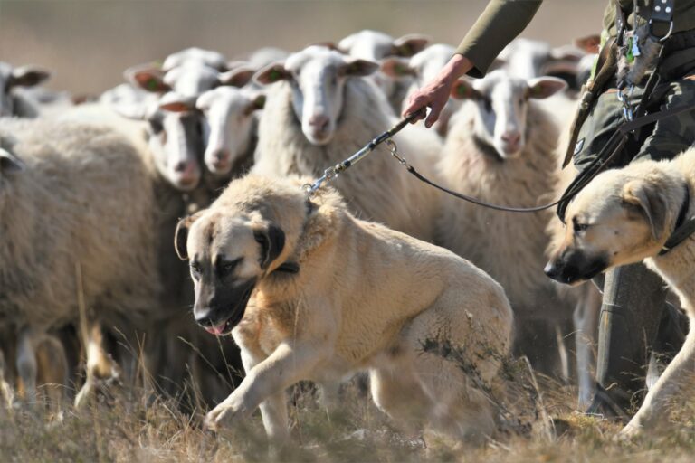 Gift Welkom Waakhond Mastín Español - foto: Edouard Geelhand