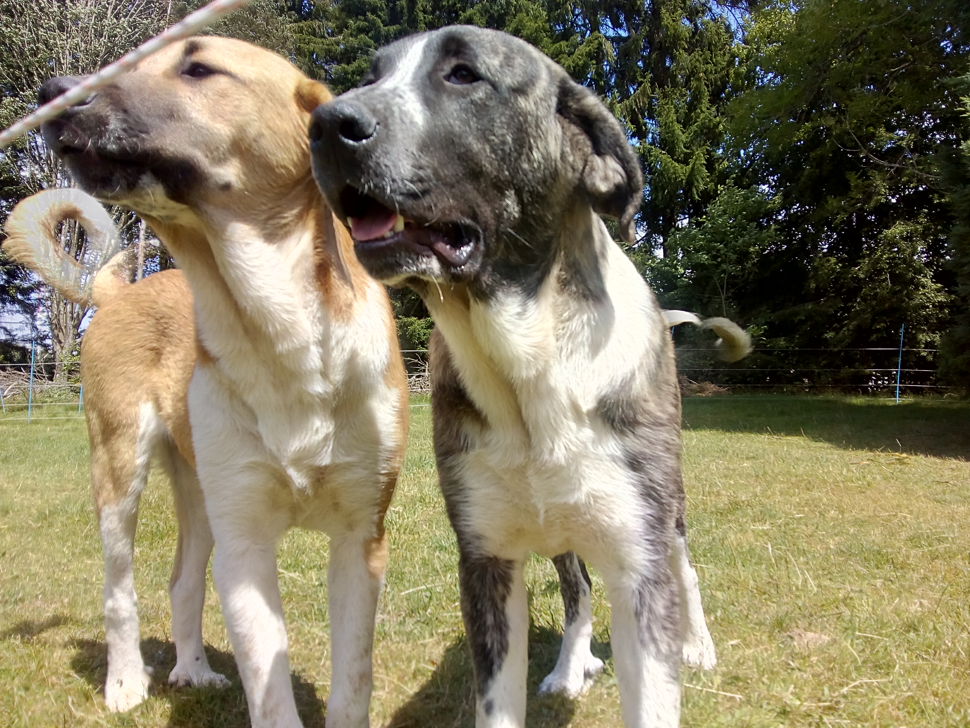 Mastín Español - foto: Jan Loos