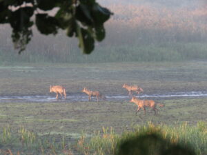 Deel van roedel - foto: Cees van Kempen