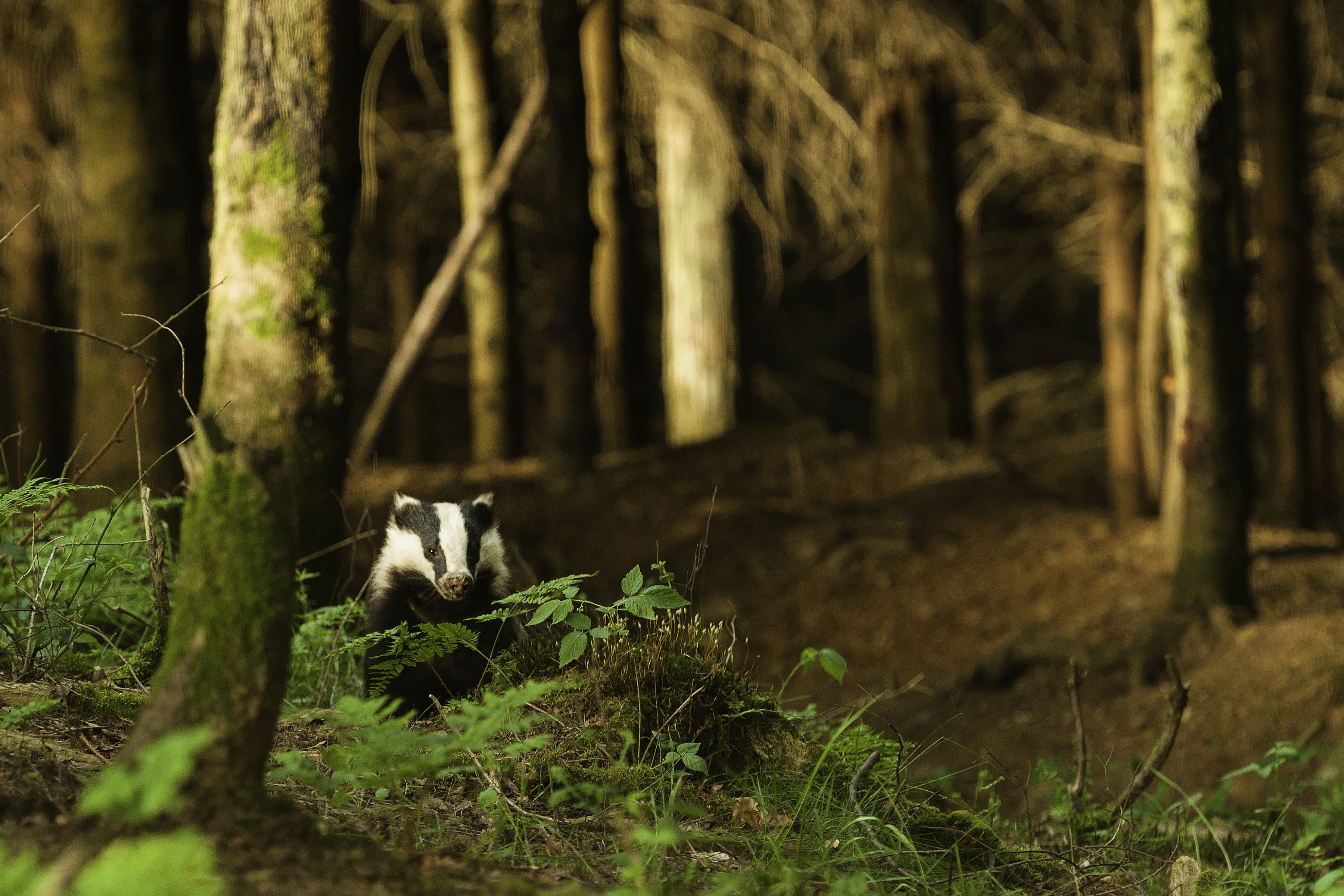 Das - foto: Ellen Vanhamme