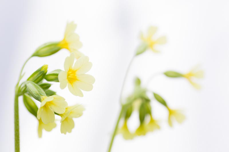 Sleutelbloem - foto: Bob Luijks