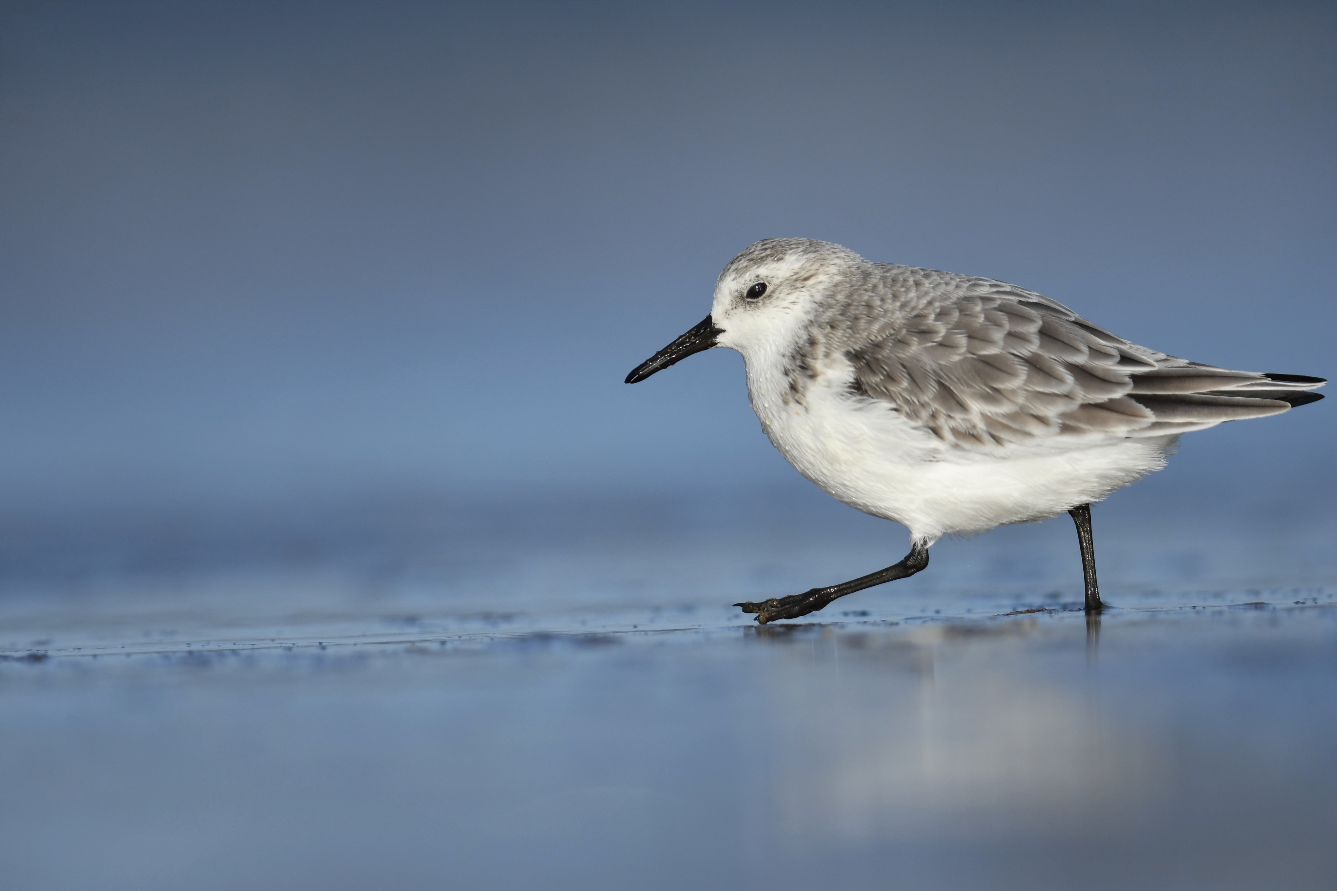 Drieteenstrandloper - foto: Edouard Geelhand