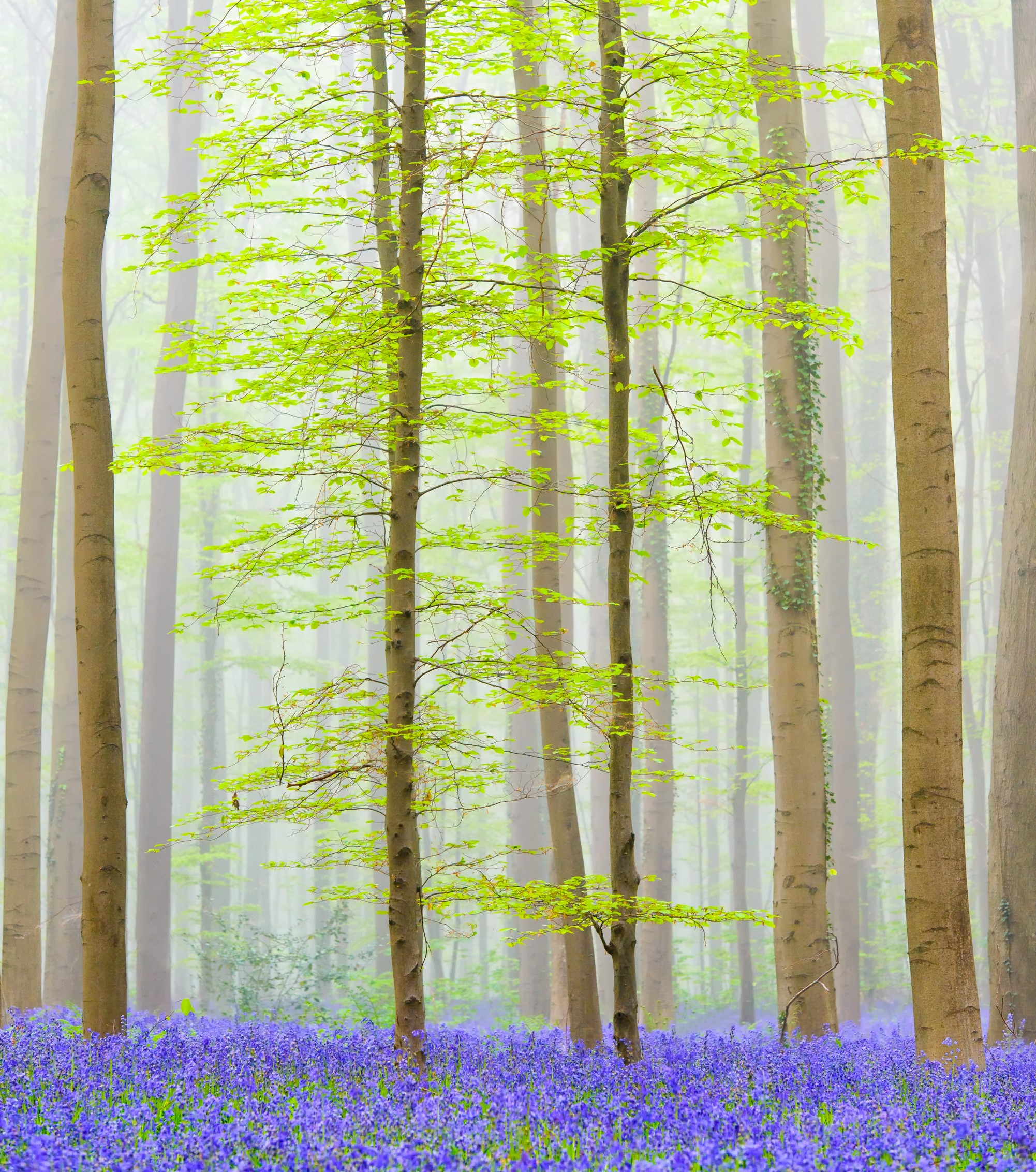 Wandelspecial Brabantse Wouden