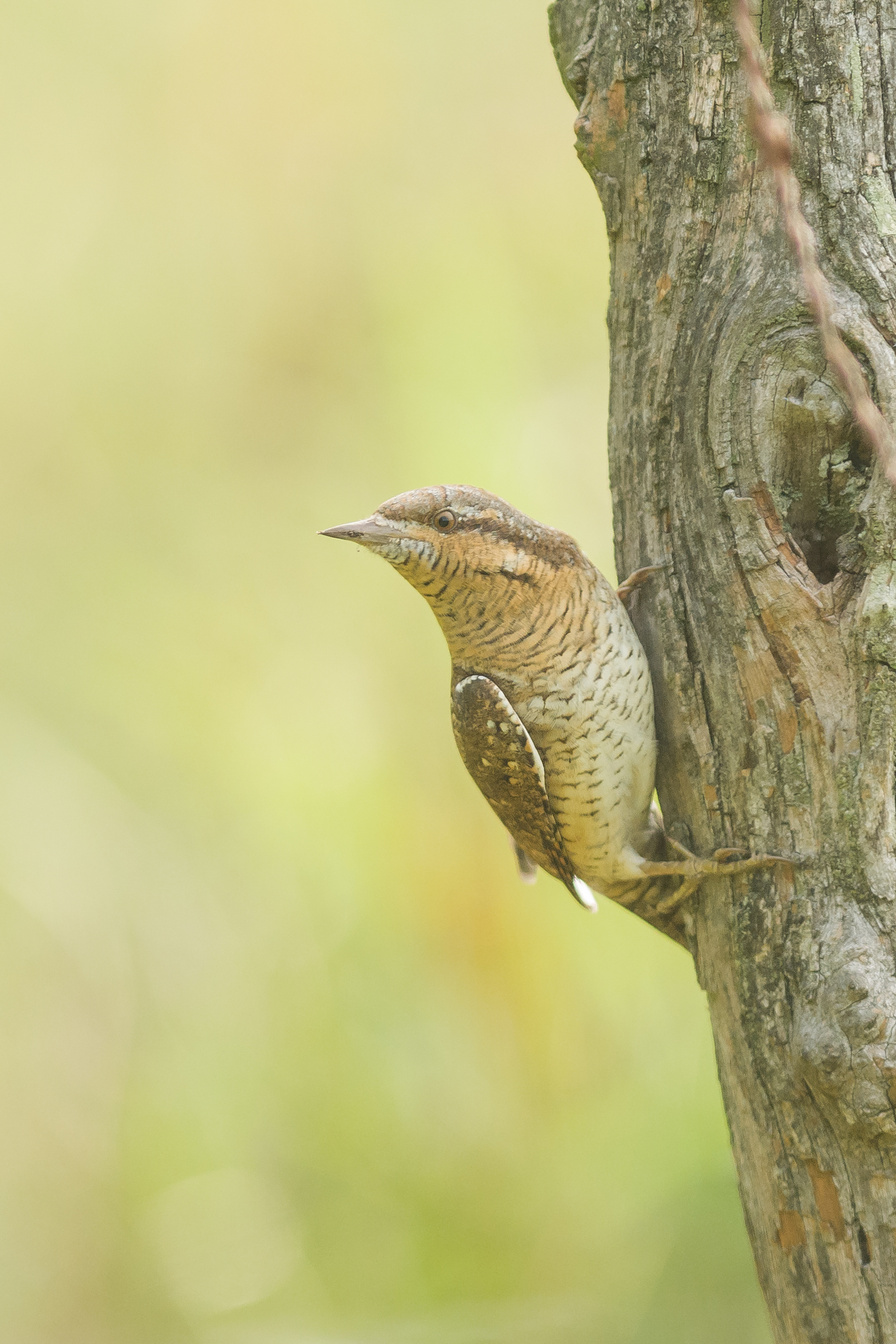 Draaihals - foto: Jeroen De Nys