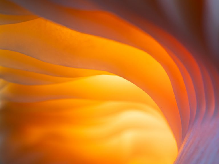 Weidewasplaat - foto: Jan Nys