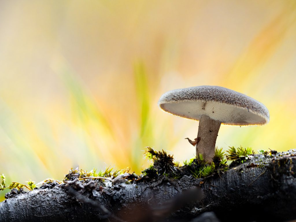 Winterhoutzwam - foto: Jan Nys