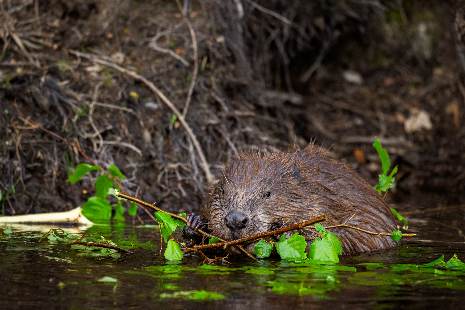 Bever - foto: Sandy Spaenhoven