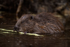 Bever - foto: Sandy Spaenhoven