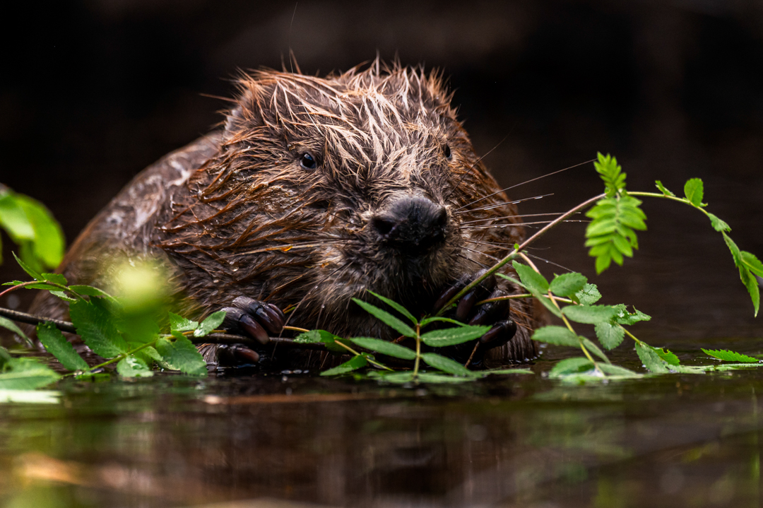 Bever - foto: Hans Debruyne