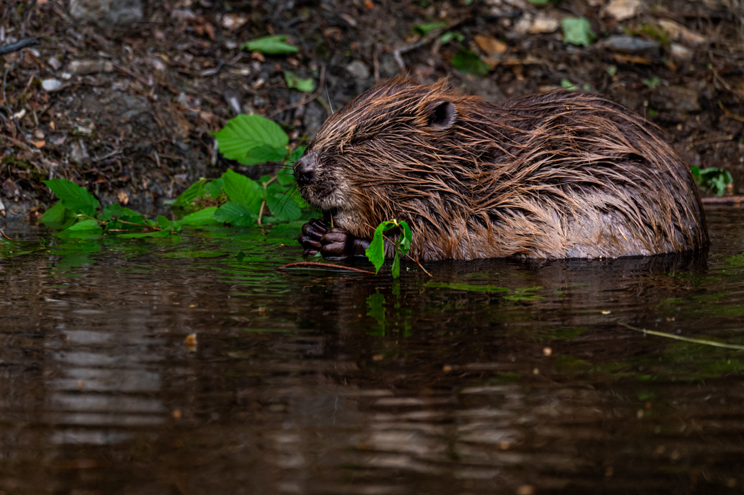 Bever - foto: Hans Debruyne