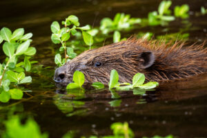 Bever - foto: Sandy Spaenhoven