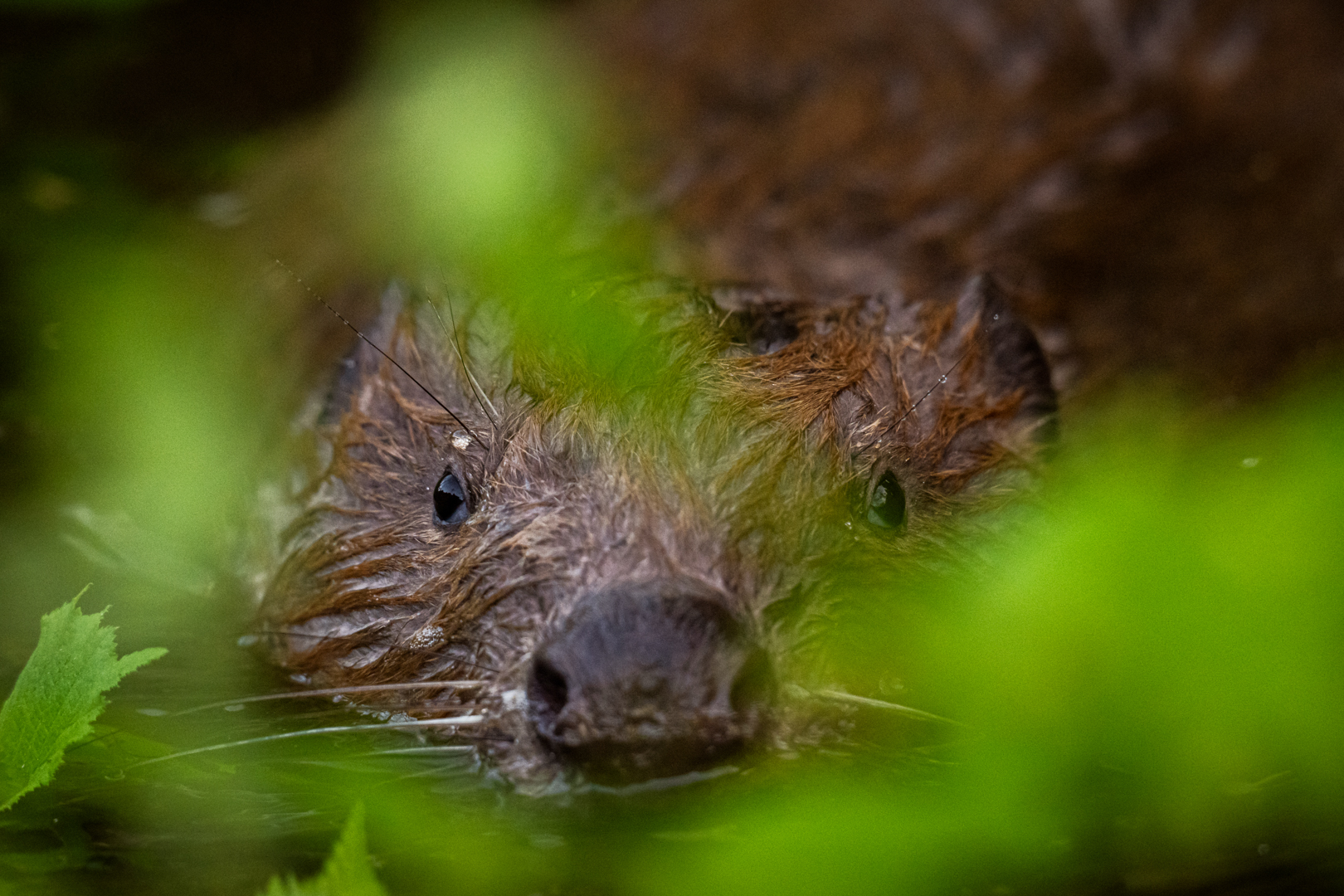 Bever - foto: Sandy Spaenhoven