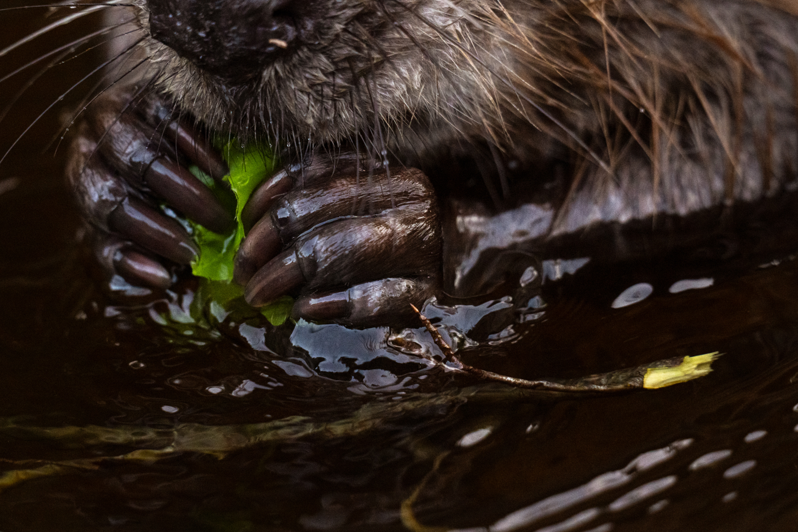 Bever - foto: Sandy Spaenhoven