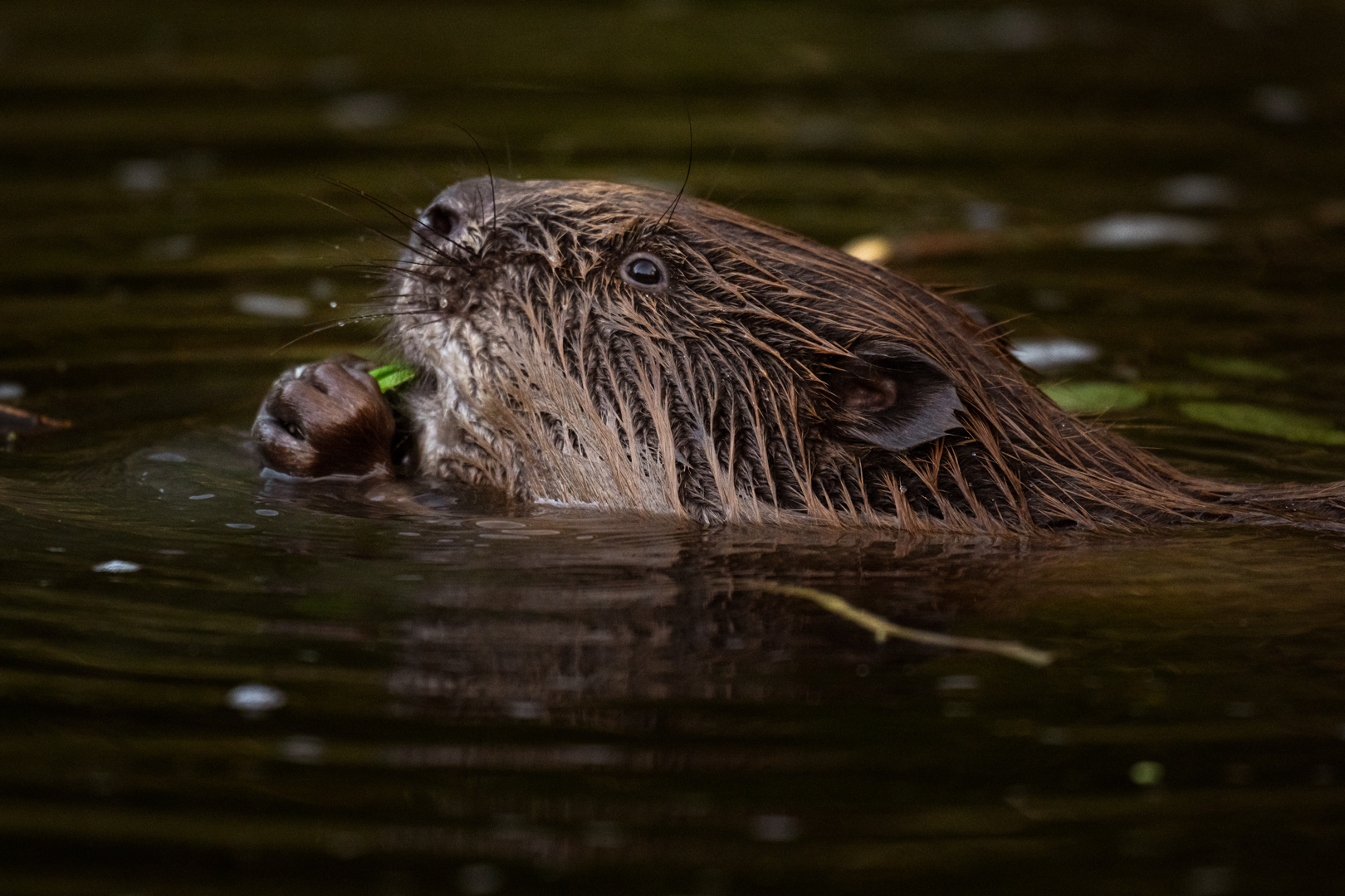 Bever - foto: Sandy Spaenhoven