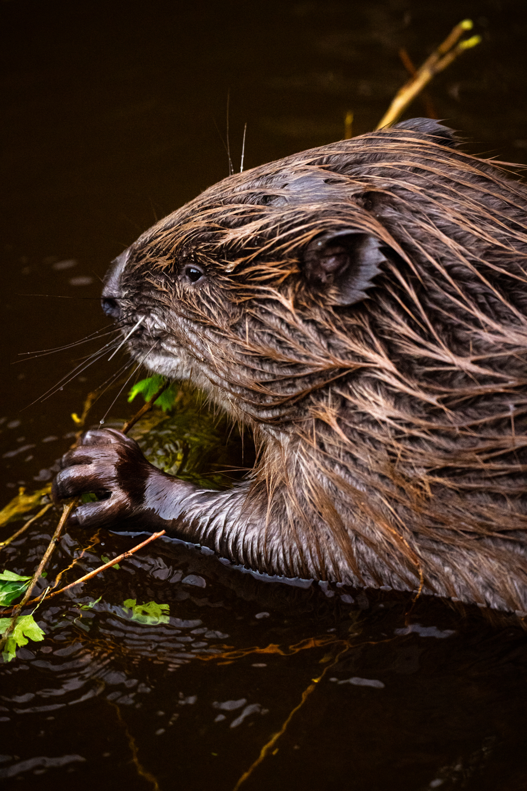 Bever - foto: Sandy Spaenhoven