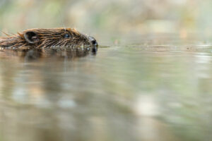 Bever - foto: Hans Debruyne