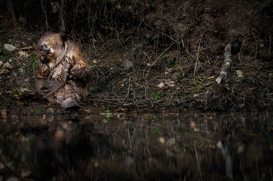 Bever - foto: Hans Debruyne