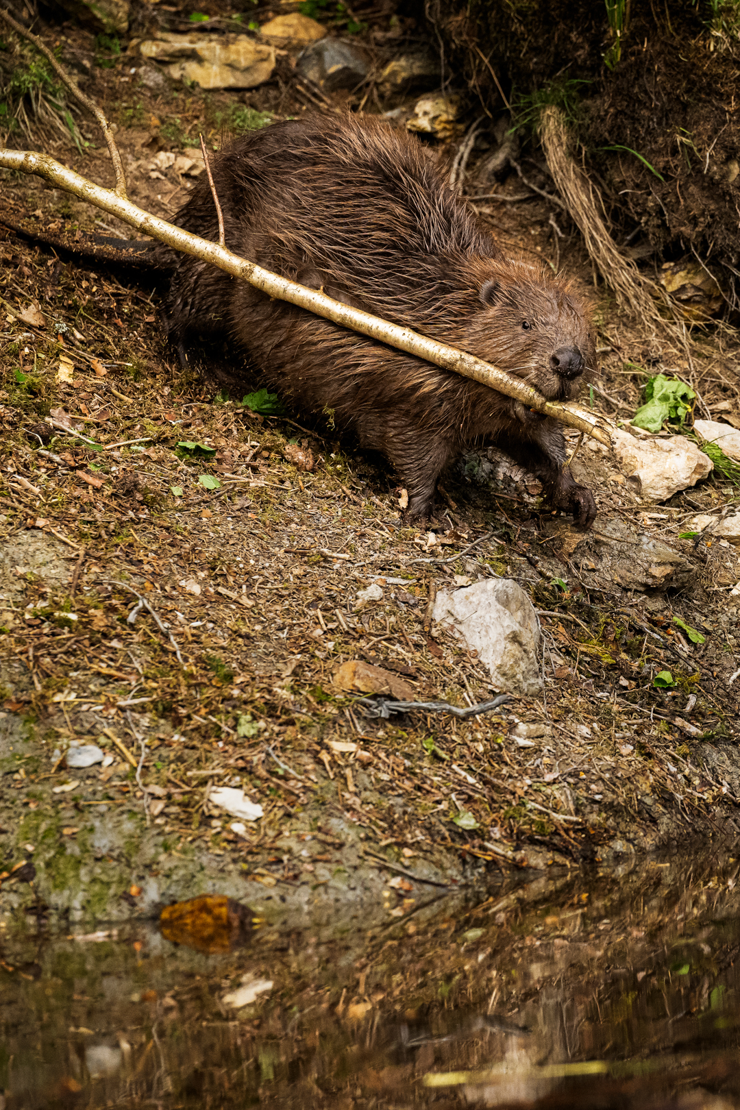 Bever - foto: Sandy Spaenhoven