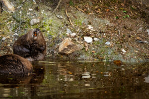 Bevers - foto: Sandy Spaenhoven