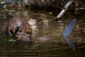 Bevers - foto: Sandy Spaenhoven