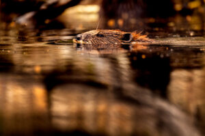 Bever - foto: Hans Debruyne