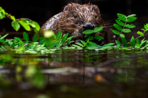 Bever - foto: Hans Debruyne