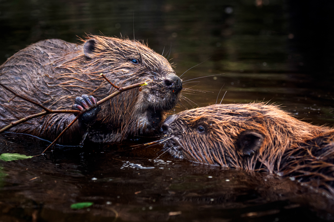 Bevers - foto: Hans Debruyne