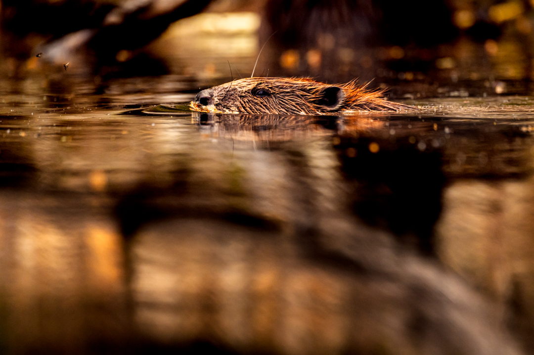 Bever - foto: Hans Debruyne