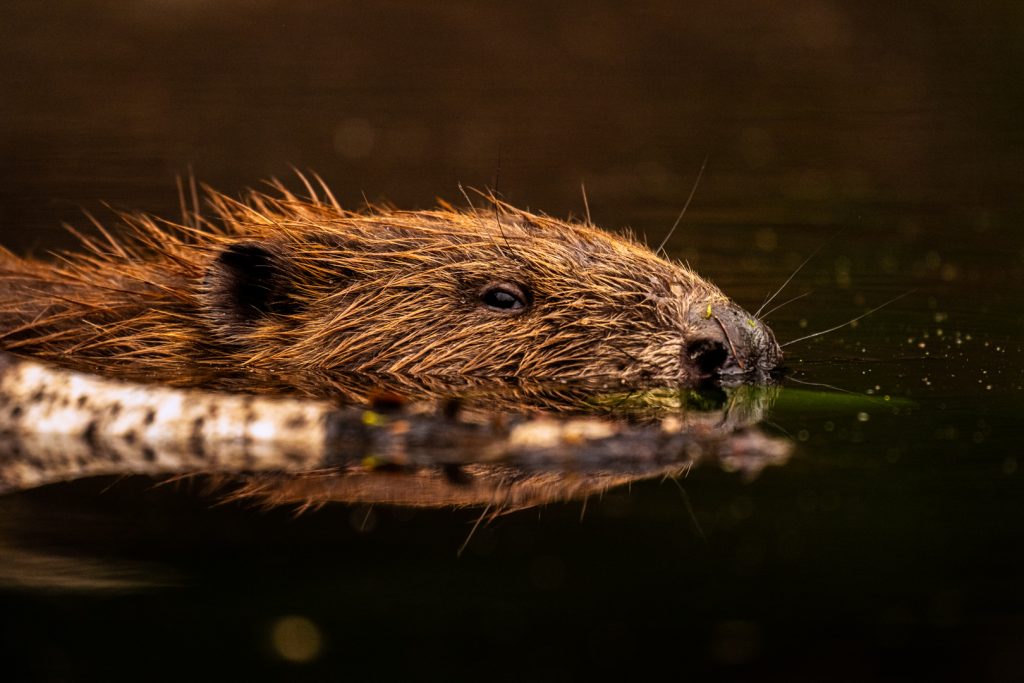 Bever - foto: Sandy Spaenhoven
