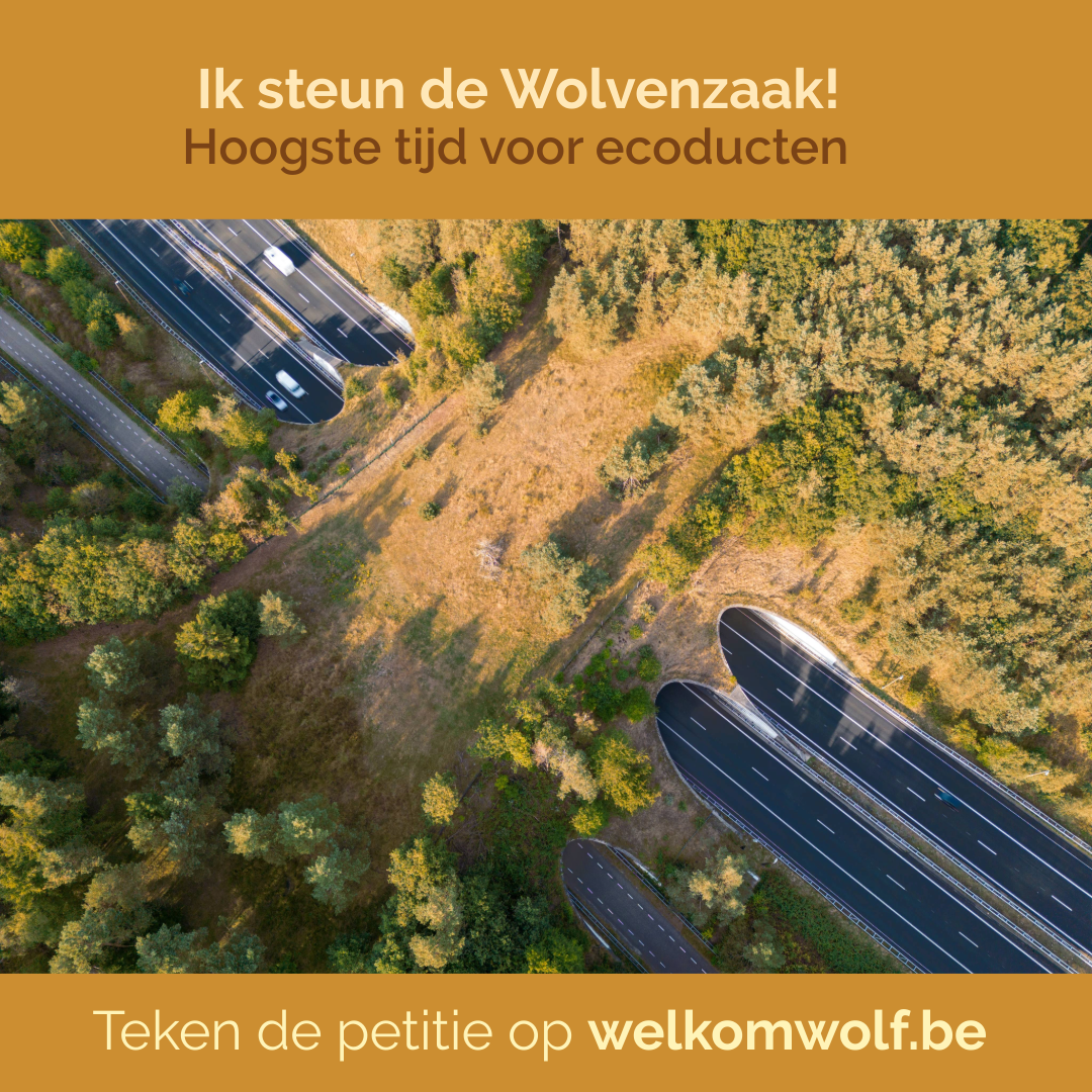 Gift Wolvenzaak - Afbeelding 8