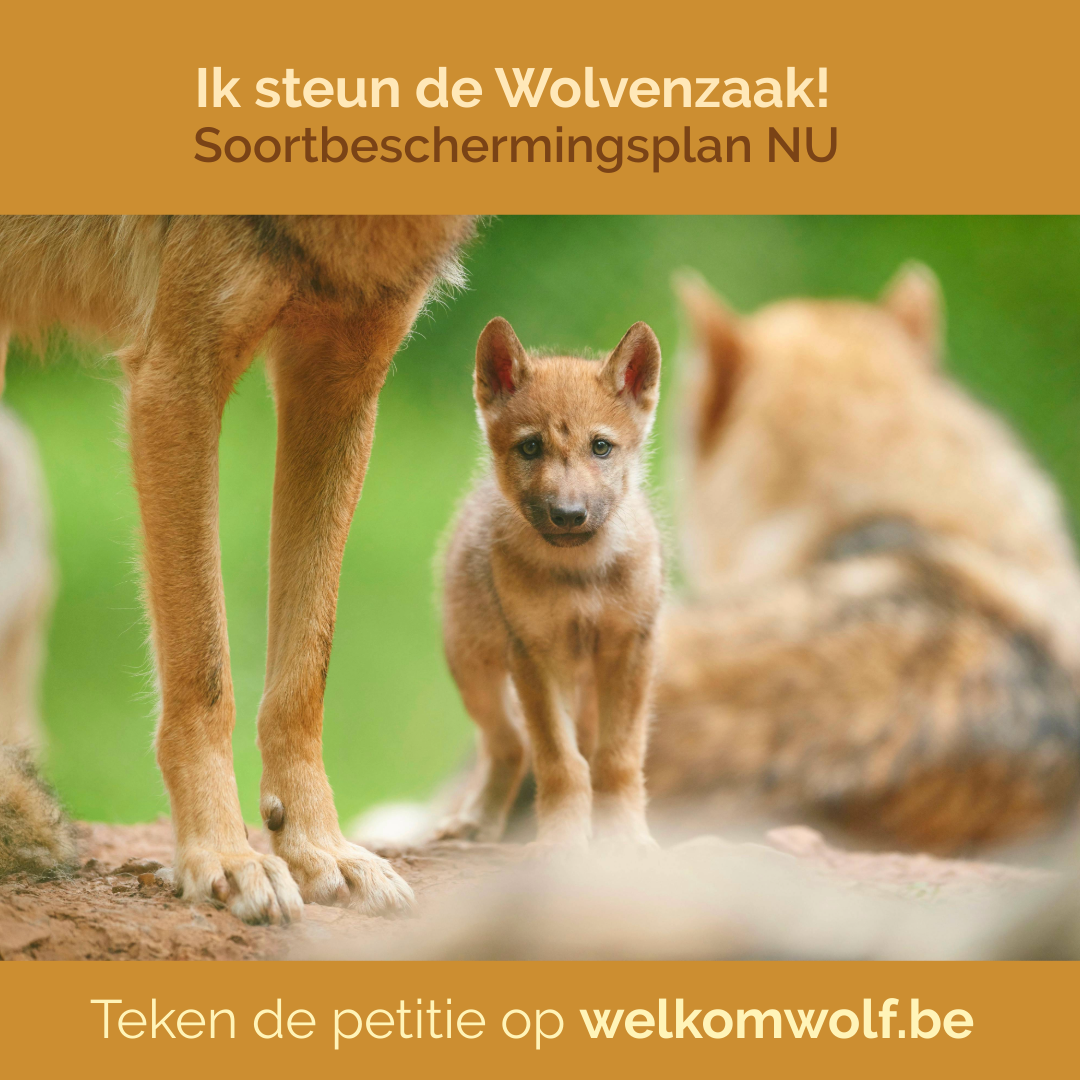 Gift Wolvenzaak - Afbeelding 10